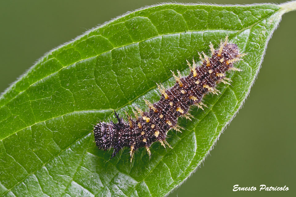 bruco da identificare - Vanessa atalanta